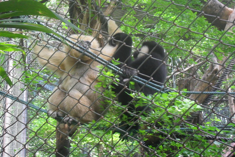 Thailand, Bangkok, Dusit Zoo